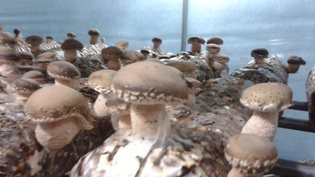  가회면, 항노화 작물재배 선두주자로 출발