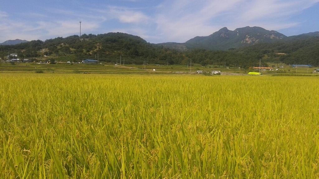 가회면 황매산이 키운 최고의 고품질 친환경 쌀 작황 양호 