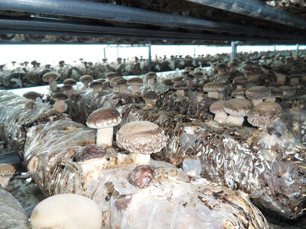 합천 신백화고(송화,송고 버섯)’출시