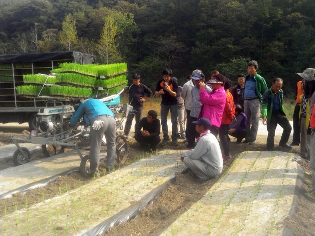 야로면, 양파기계정식 연시회 개최