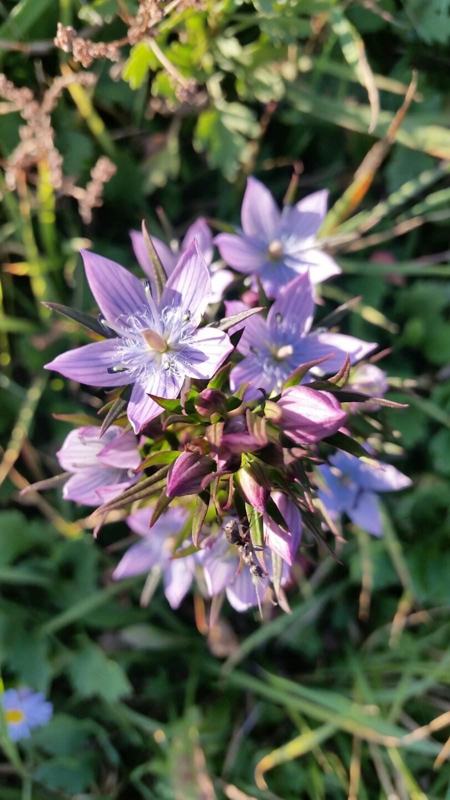 합천 황매산, 대한민국 야생화 100대 명소 선정