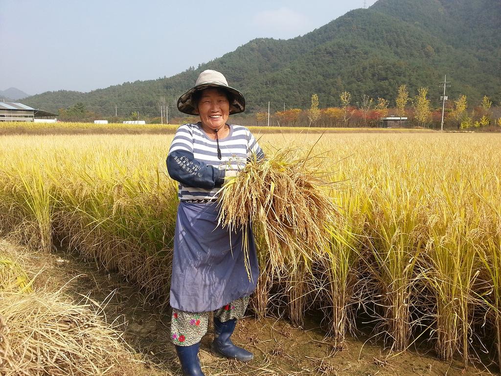 합천군 벼 채종단지 농가 웃음꽃