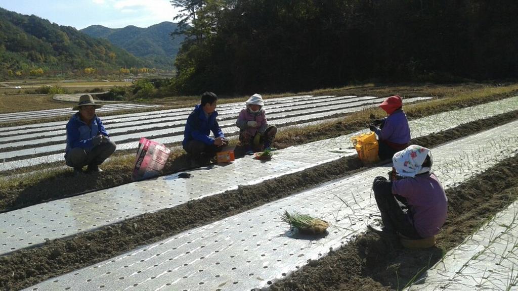  가회면, 들녘 행정 시스템으로 전환