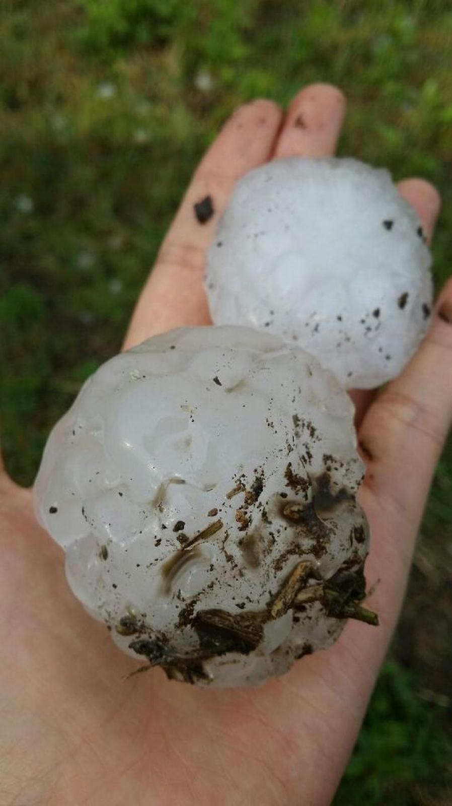 합천군, 양파 수입보장보험 가입 적극 권장