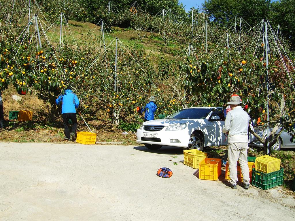 도청직원 합천서 단감따기 일손돕기 가져