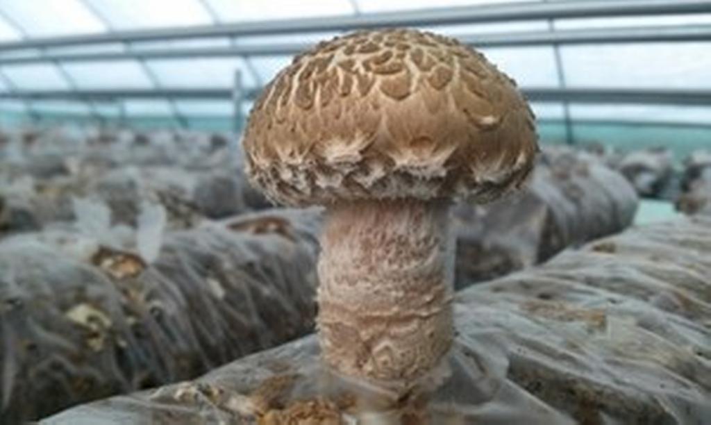 항노화 기능성 작물로 건강 100세 시대를 열다!