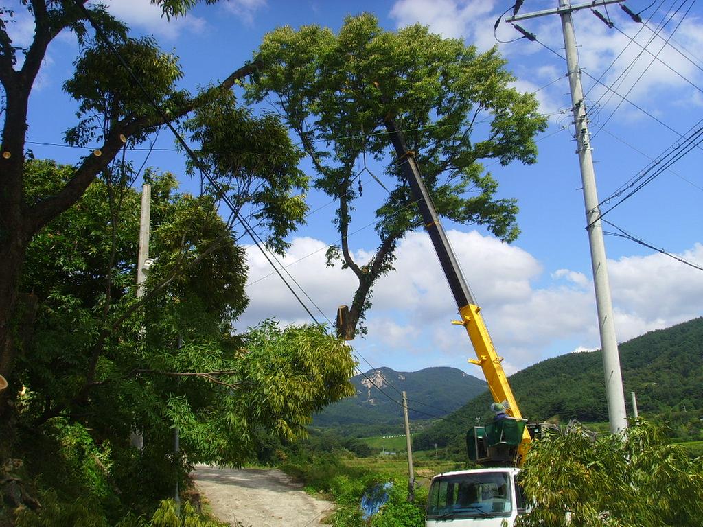 가회면, 재해위험고목 제거 완료