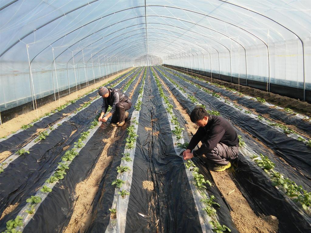 가회면 감자-고추 시설하우스