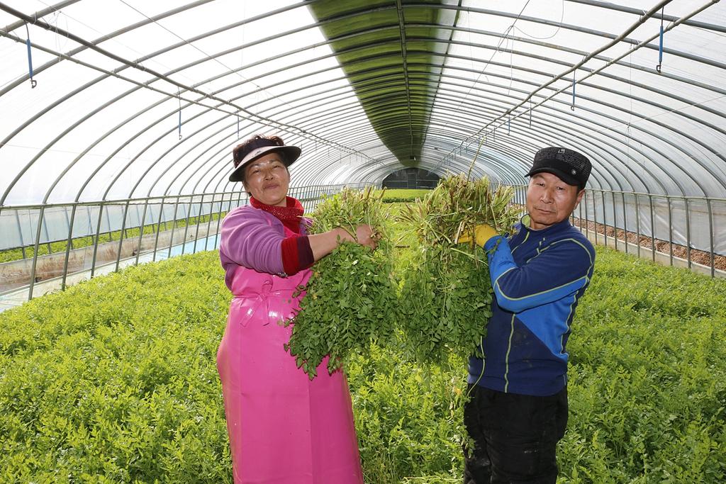 합천군, 그린희망마을 봄 미나리 인기 절정