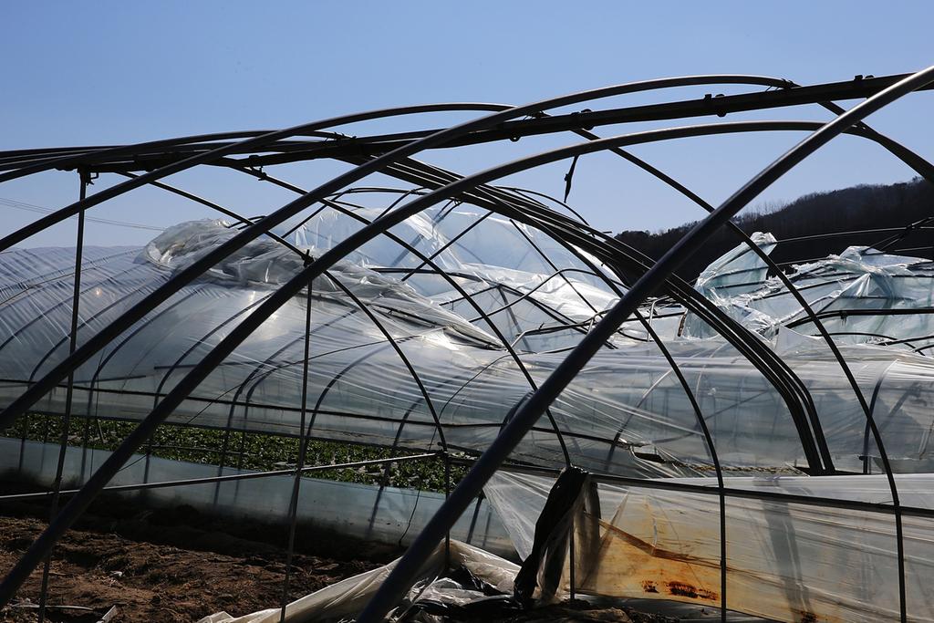 쌍책면 시설하우스 “돌풍”피해 응급복구 실시