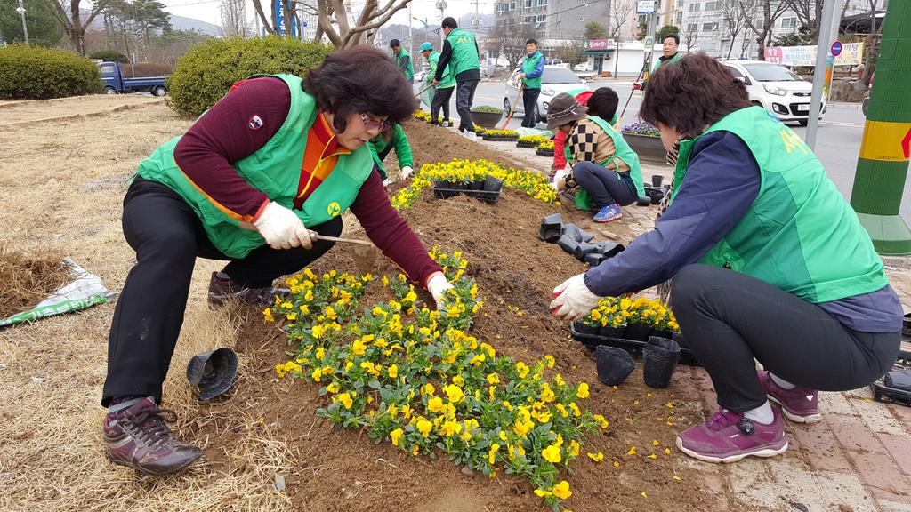 걷고 싶은 거리 후레쉬한 합천 만들기 - 1차 봄꽃 식재  