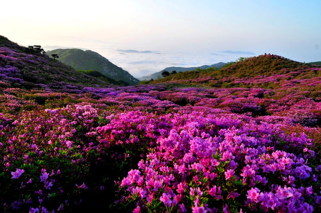 오늘 5월 1일부터 22일간 합천 황매산 철쭉제 개최