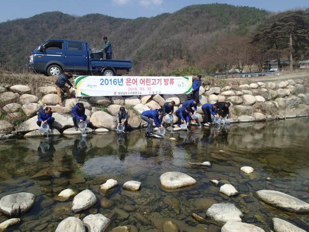 합천군, 가야천에 어린 은어 3만 마리 방류