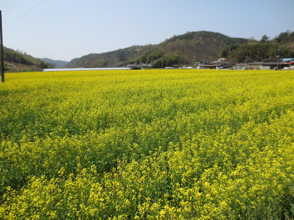 삼가면 하판마을, 유채꽃 물결로 넘실넘실~