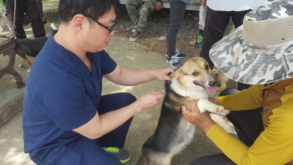 봄철 개 광견병 백신 예방접종 실시