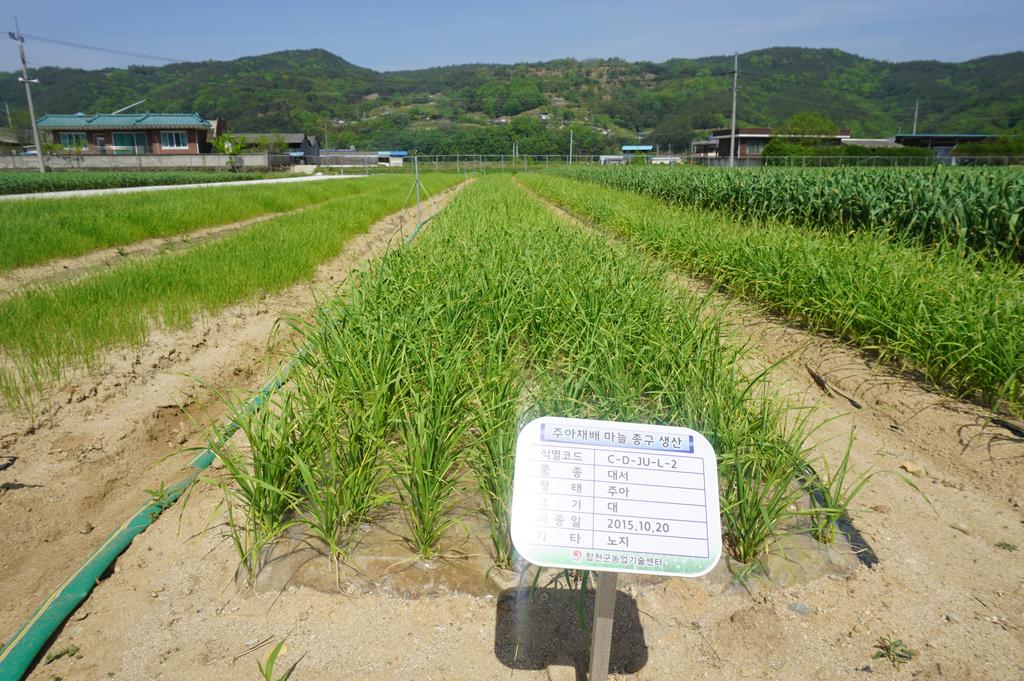합천군‘강소농’마늘 주아재배로 종구 갱신 앞장