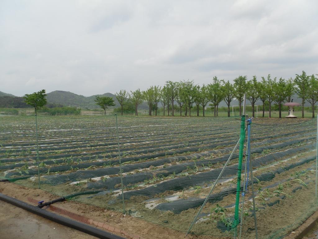 율곡면 영전 수변공원 공한지에 희망을 심다!