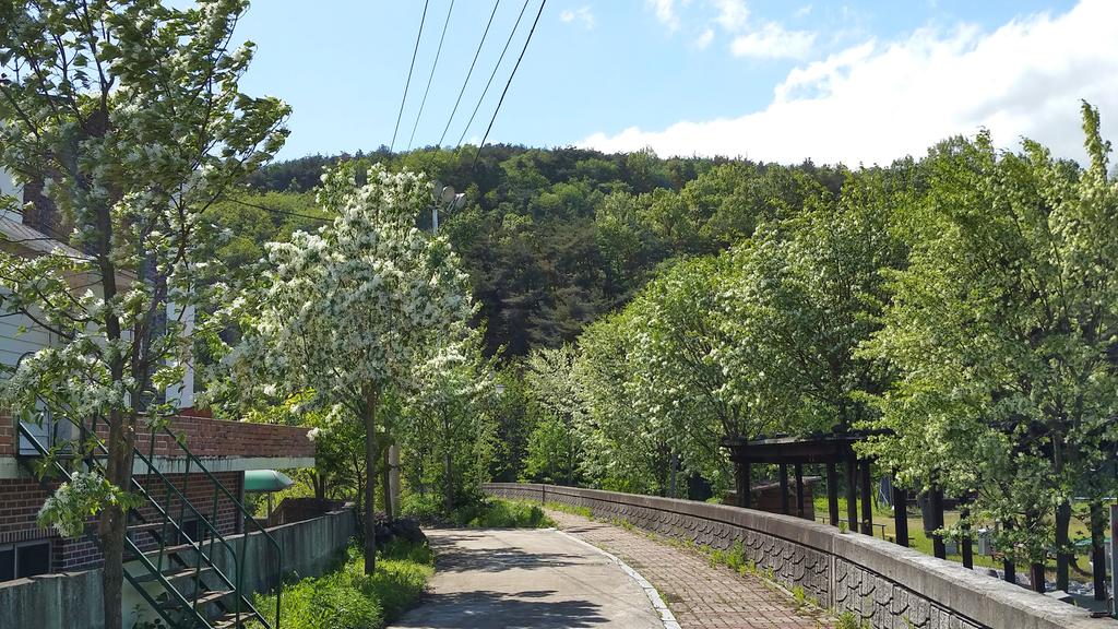 쌍백면 상징 이팝나무 숲 만개