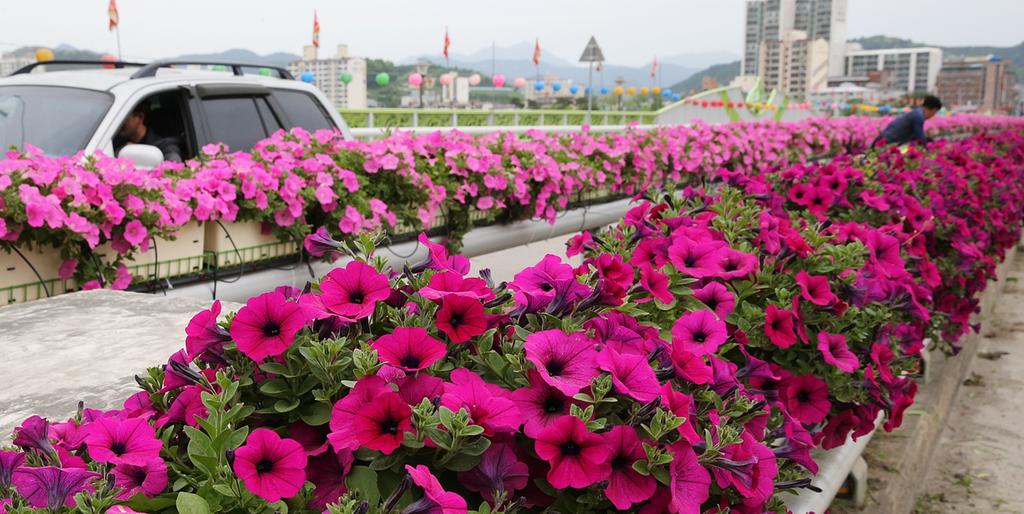 합천군 남정교 봄꽃으로 손님맞이 새단장