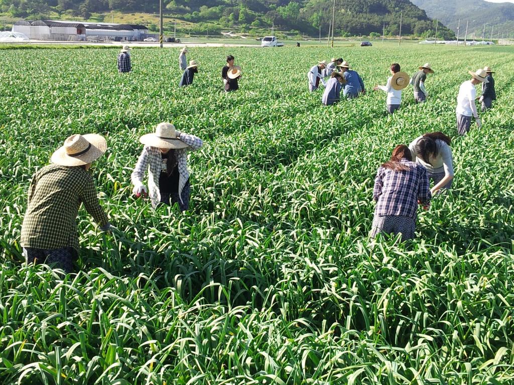 부경대․계명대 학생 농촌봉사 활동으로 값진 구슬땀 흘려