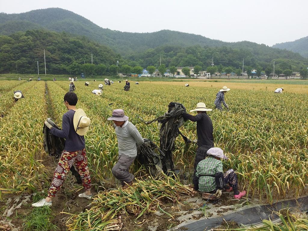 쌍책면 『대학생 300명』 농촌봉사활동 실시