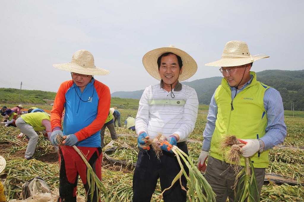 홍준표 지사 합천서 농촌일손돕기 구슬땀