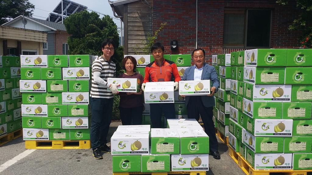 합천 쌍책 꿀 멜론 첫 출하 시작