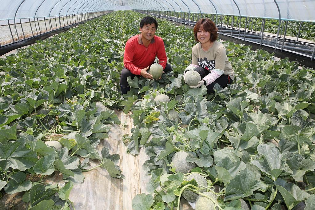 합천 쌍책 꿀 멜론 첫 출하 시작