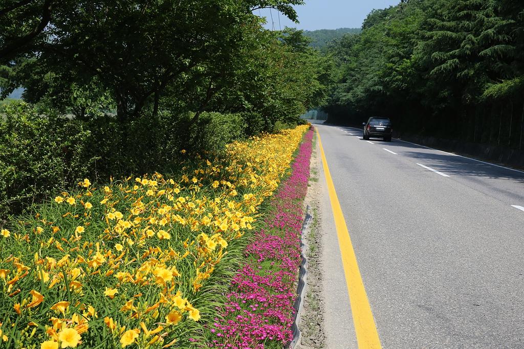 합천군 스텔라원추리와 사계절패랭이 만개