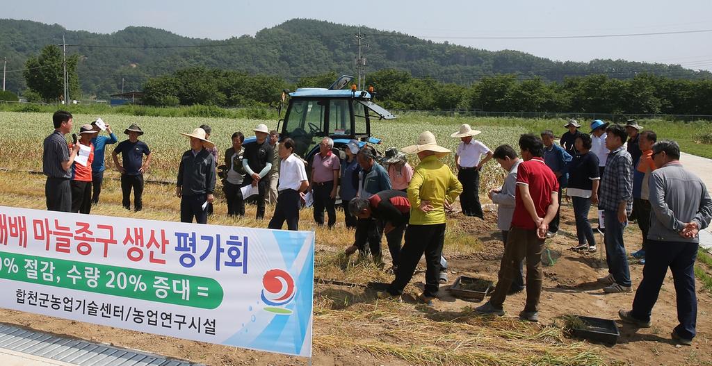 합천군 『주아재배 마늘 우량종구 생산 평가회』 개최