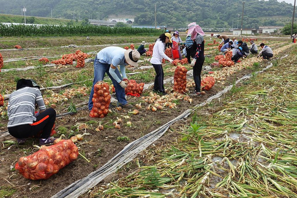 합천군 공무원 농번기 농촌일손돕기 구슬땀