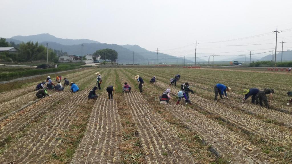주부민방위기동대 합천군연합회 등 60여명 농촌 일손 돕기로 값진 구슬땀 흘려