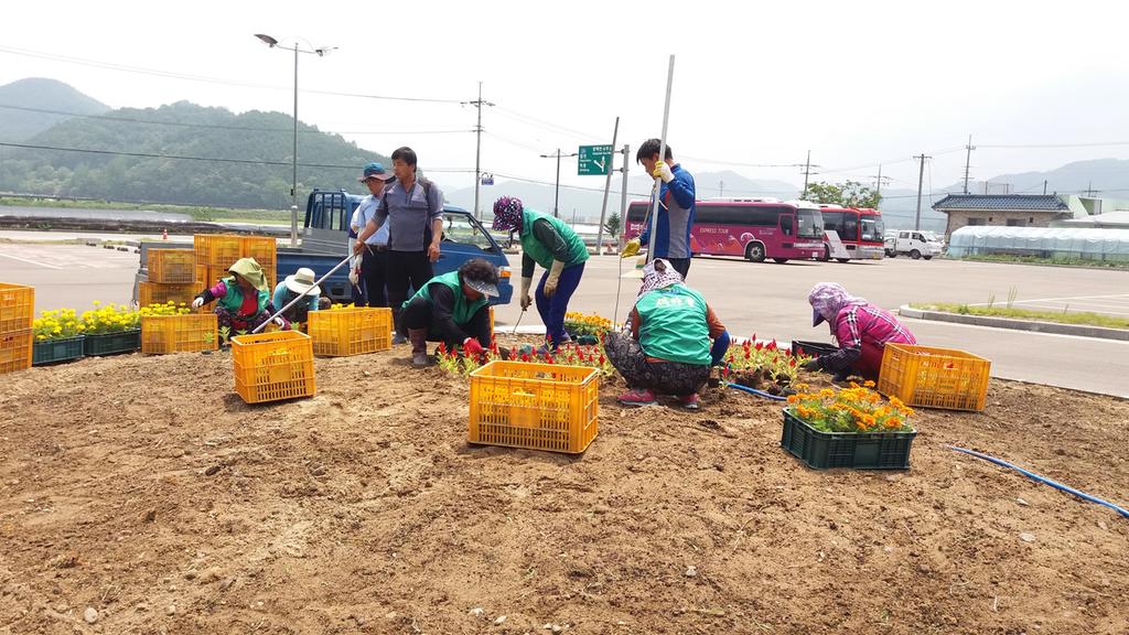 여름 꽃 4만본 합천군 곳곳을 물들이다.