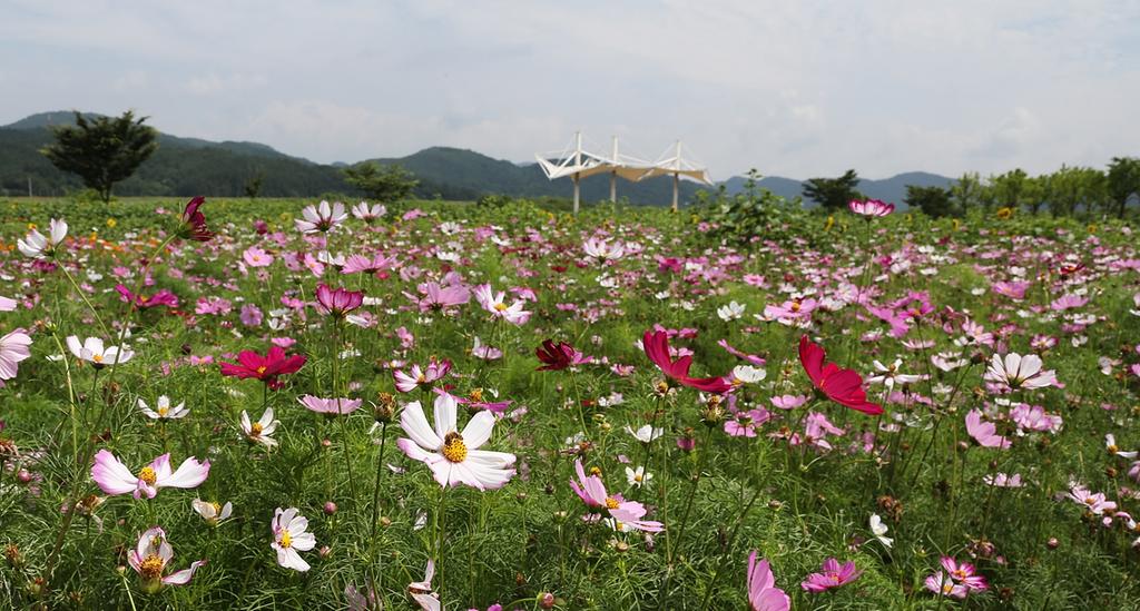 울긋불긋 꽃 대궐 율곡면, 주민들로부터 큰 호응