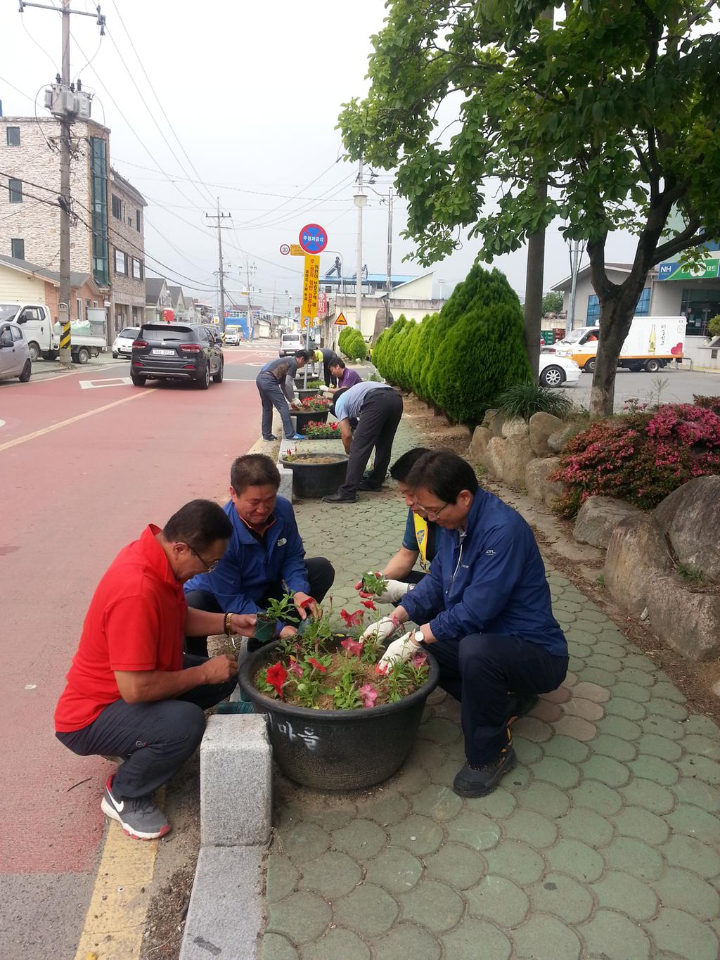 합천군 초계면 소재지 도로변 인도 화분 꽃식재