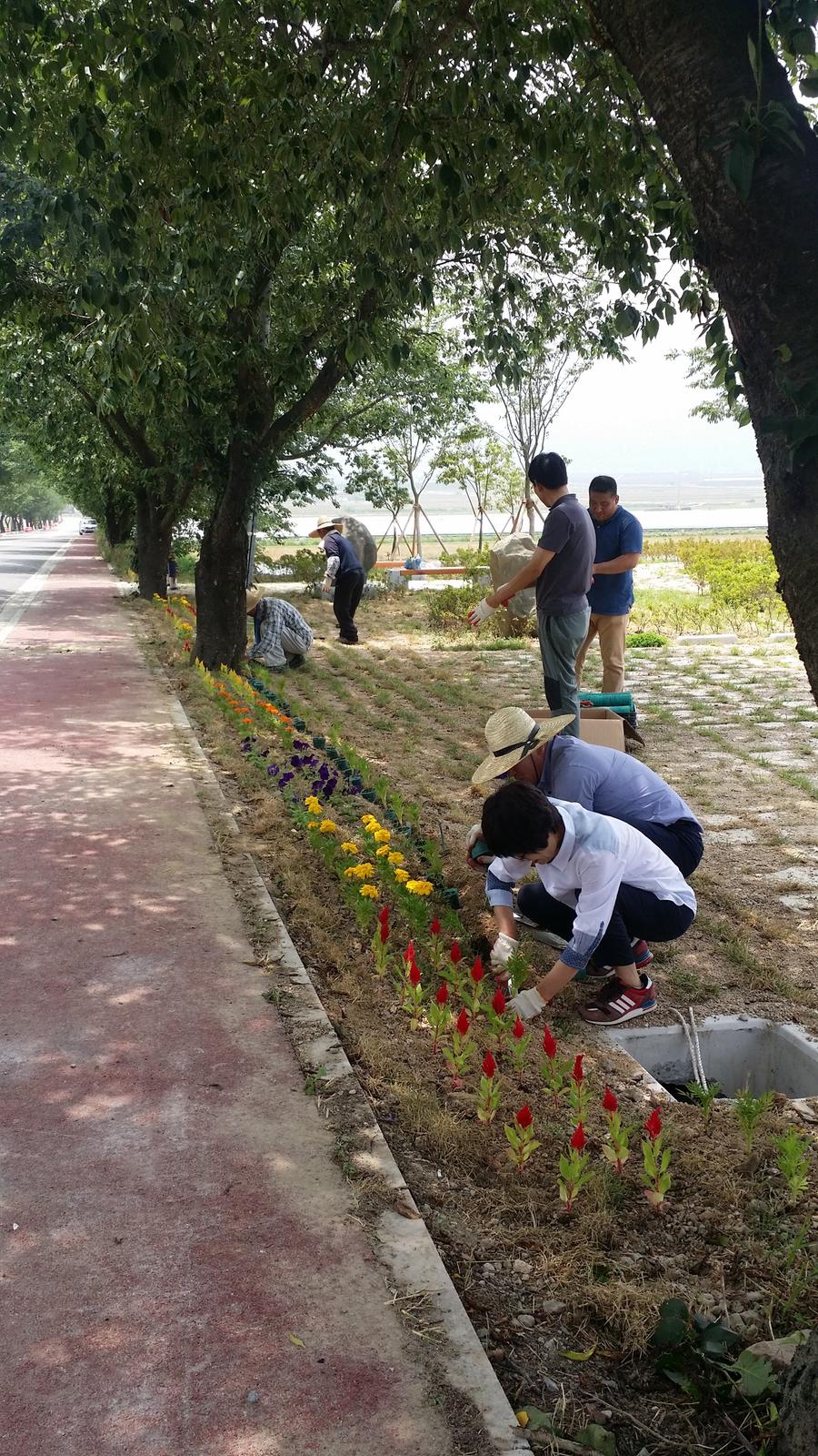 합천군 적중면, 면소재지 진입로변 꽃길 조성