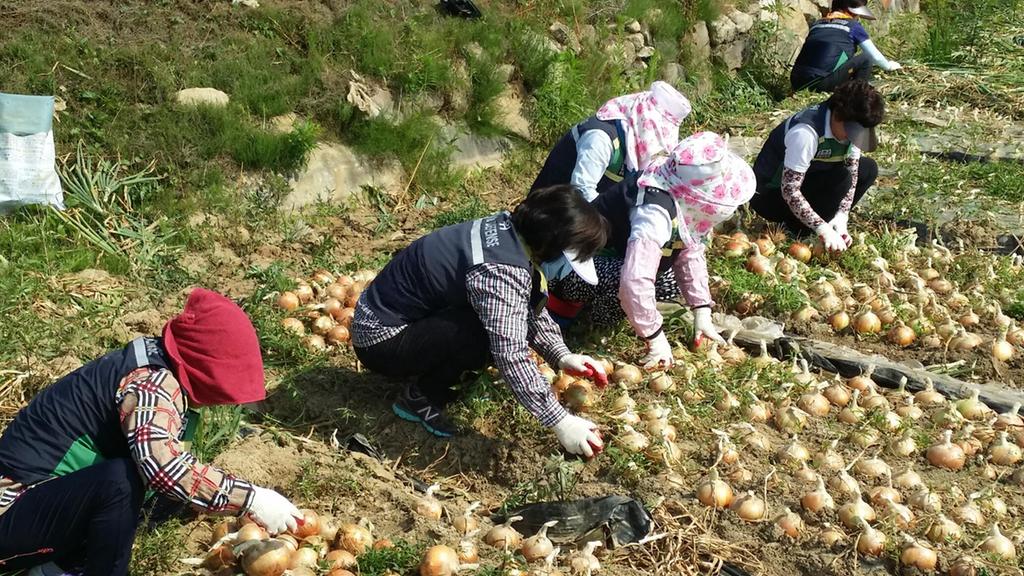 합천읍 주부민방위기동대 일손돕기 지원