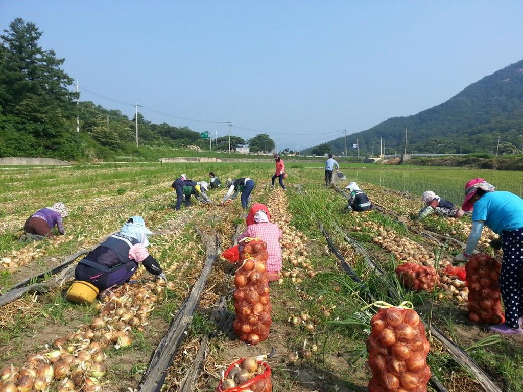 대병면 주부민방위기동대 농촌일손돕기 지원