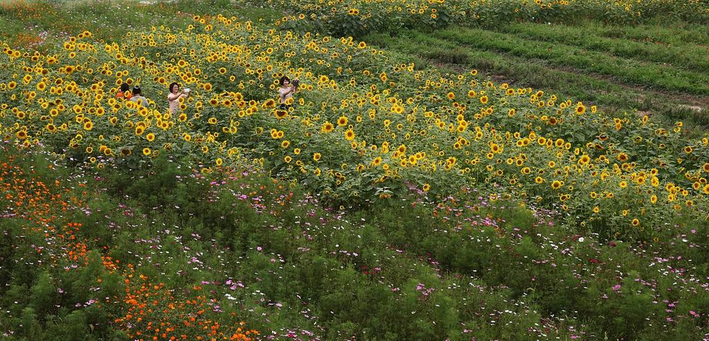 율곡면 하트꽃동산 사진작가, 견학, 주민들 사진촬영 이어져