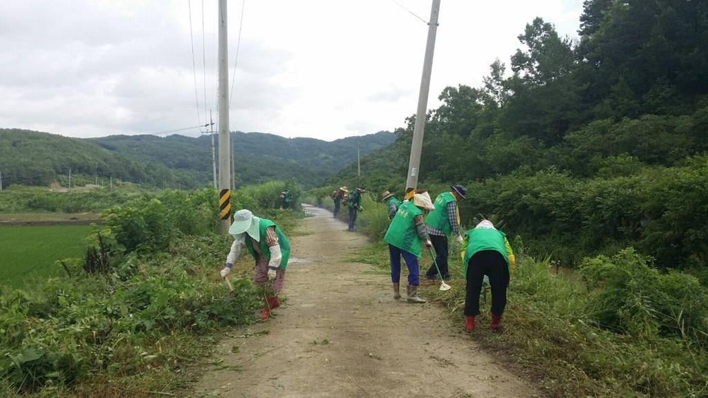 합천군 쌍책면 도로 및 하천변 풀베기작업‘구슬땀’