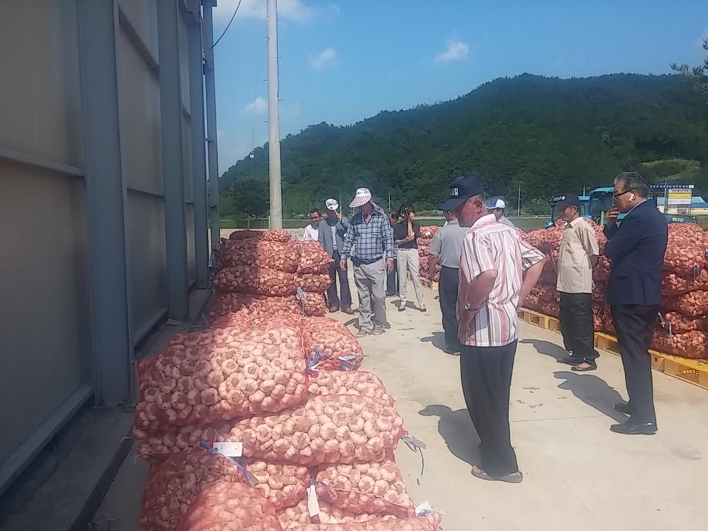 율곡 농산물공판장에서 마늘 경매 성황리에 열려