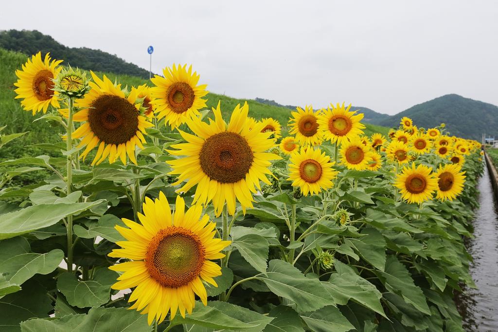 합천, 쌍책면 해바라기 꽃 구경 오이소~
