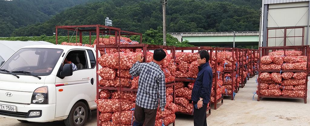 한볕친환경 원예영농조합법인 친환경재배 마늘 수매