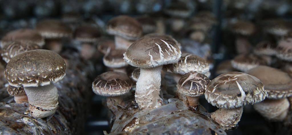 합천군, 신백화고 재배단지 항노화의 선두주자로 우뚝