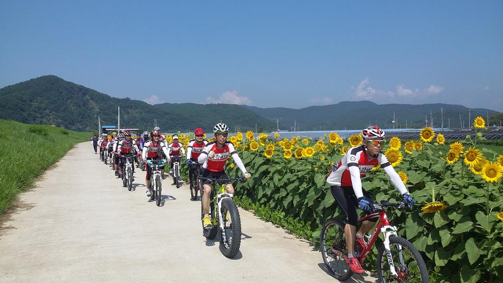 황강MTB동호회, 쌍책면 해바라기 꽃길 달리다!