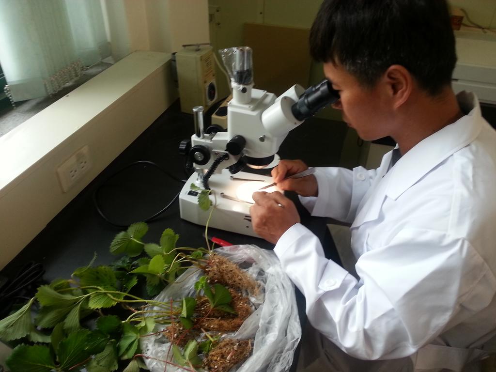 딸기 꽃눈분화 무료 현미경 검사 서비스 실시