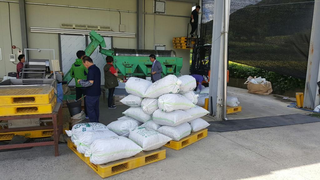 합천호농협 대병지점 밤 수매 실시