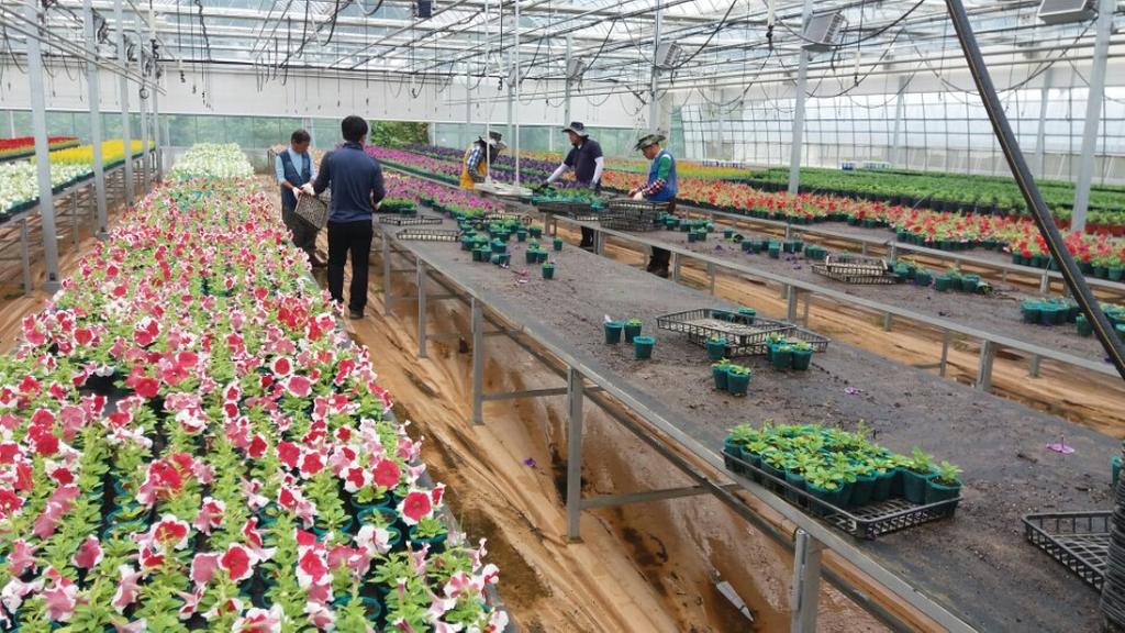 합천군 농업기술센터, 경관조성용 가을 꽃 무상분양