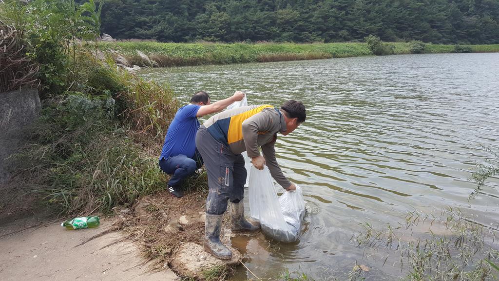 합천군 관내 소류지 등에 붕어 치어 방류 실시