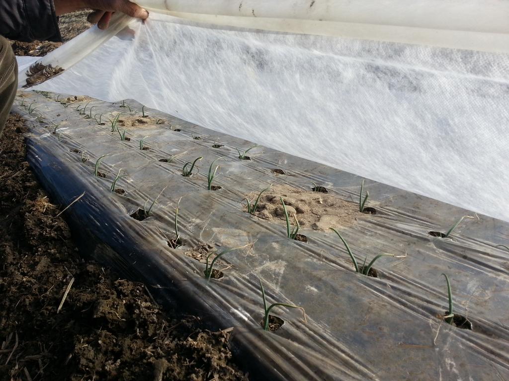 합천군, 양파마늘 늦은 파종에 따른 각별한 월동관리 지도